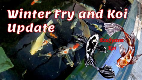 Winter Koi Fry Update Winter Feeding Routine Empty Looking Main Pond