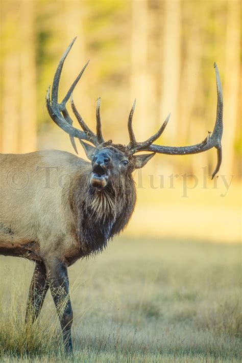 Bull Elk Bugling – Tom Murphy Photography