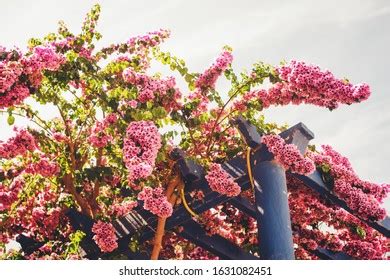 242 Pergola Bougainvillea Images Stock Photos 3D Objects Vectors