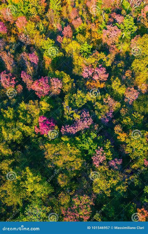 Aerial Drone View Of Stunning Colorful Autumn Fall Forest Drone Aerial