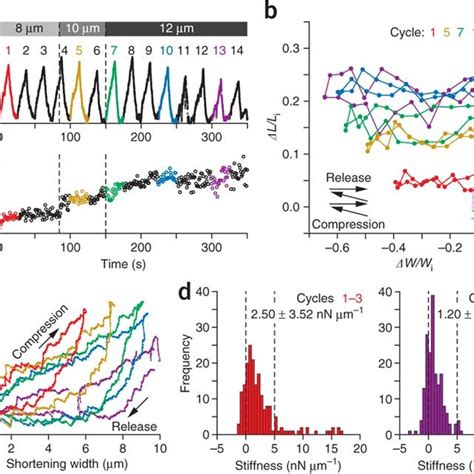 Irreversible changes of the meiotic spindle shape owing to large... | Download Scientific Diagram