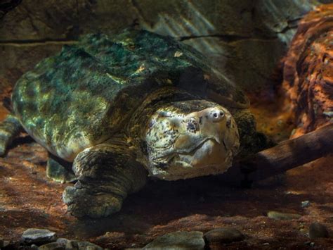 Newport Aquariums Oldest Animal An Alligator Snapping Turtle Dies