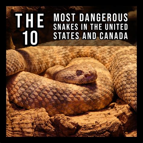 The Top 10 Deadliest Snakes In The United States Owlcation