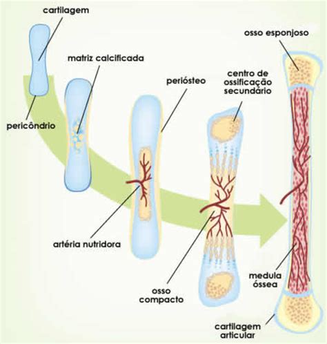 A Forma O Do Tecido Sseo Vestibular