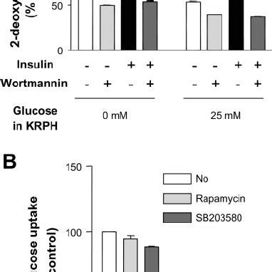 Effects Of Wortmannin Rapamycin And SB 203580 On Extracellular