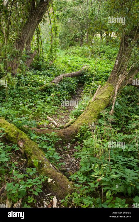 Trail In A Berlin Forest Stock Photo Alamy