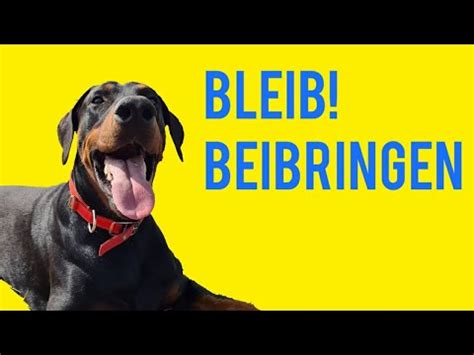 Hund BLEIB Beibringen Dobermann Erziehung YouTube