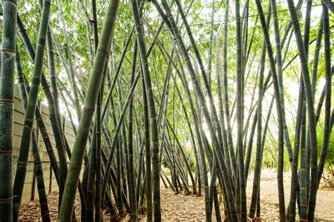 Bamboo garden in Natural light 7917088 Stock Photo at Vecteezy