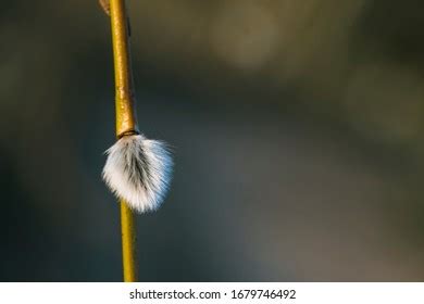 Grey Pussy Willow Catkin Early Spring Stock Photo Shutterstock