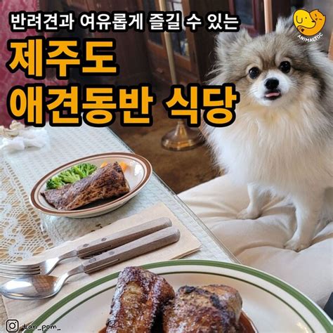 강아지와 딱새우회를제주도 애견동반 추천 맛집 Best4 꿀팁 추천메뉴