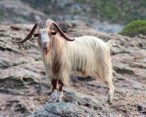 What Is Cashmere Unveiling The Worlds Softest Fabric