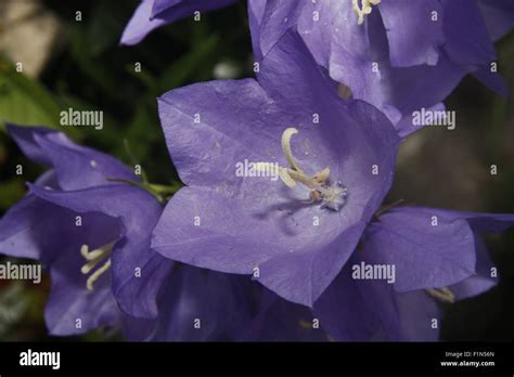 Image Of Canterbury Bells Flower Campanula Stock Photo Alamy