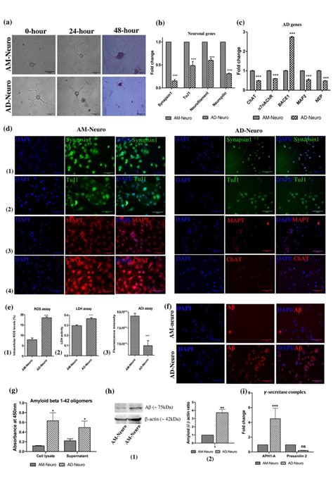 Induction Of Neurodegeneration Was Carried Out Using Aβ 1 42 A