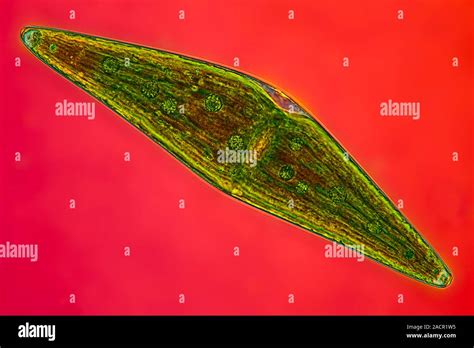 Closterium Desmid Interphase Contrast Micrograph Of A Closterium Sp