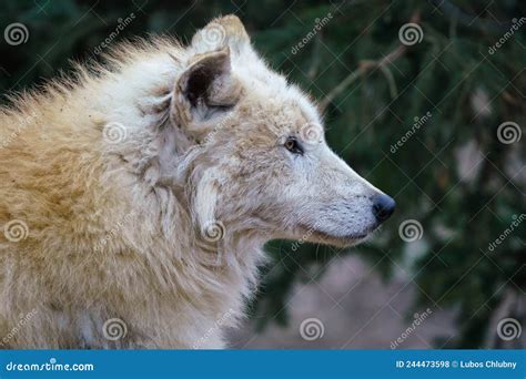 Arctic Wolf Canis Lupus Arctos Also Known As The White Wolf Or Polar