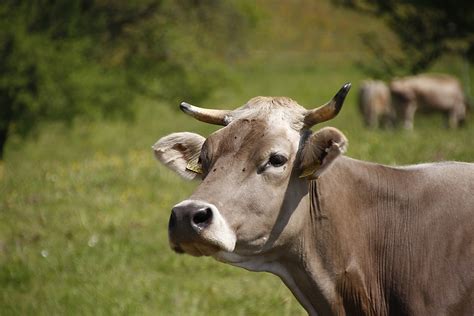 Free stock photo: Cow, Pasture, Horns, Milk Cow - Free Image on Pixabay ...