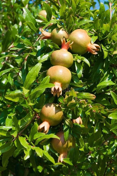 Groupe De Fruit De Grenade Sur Larbre Photo Stock Image Du Arbre