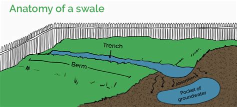 How A Swale Can Be A Perfect Fit For Your Yard Fantastic Gardeners Au