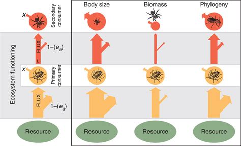 Energy Fluxes Along A Conceptual Food Chain As A Measure Of