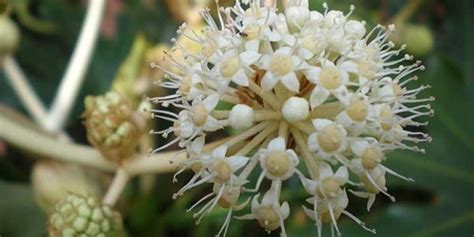 Aralia O Fatsia Jap Nica Cu Nto Dura Caracter Sticas Y Cuidados