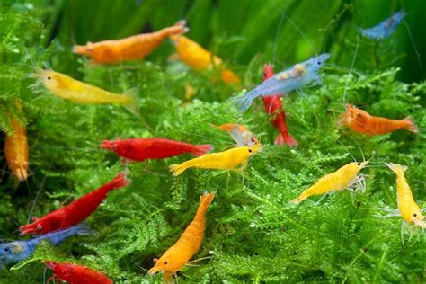 8 Facts About Aquarium Shrimp - FishLab.com