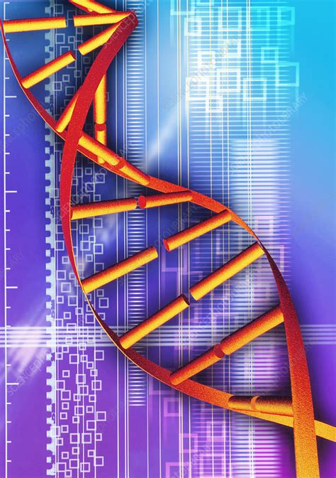 Dna Molecule Stock Image G Science Photo Library