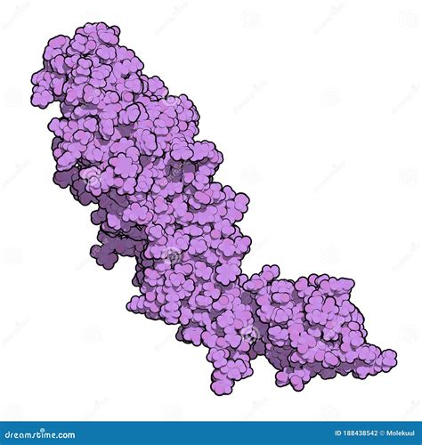 Peptidylarginine Deiminase Pad Snp Variant Enzyme Catalyzes