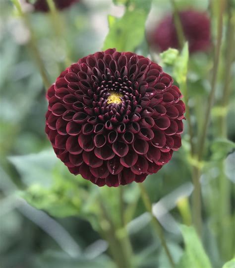 Dalia Kulista Black Pierre 1 Szt FlowersBulbs Cebulki Kwiatowe