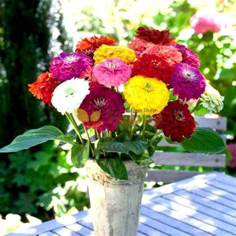 Zinnia Dwarf Lilliput Mixed Seeds Happy Green Shop