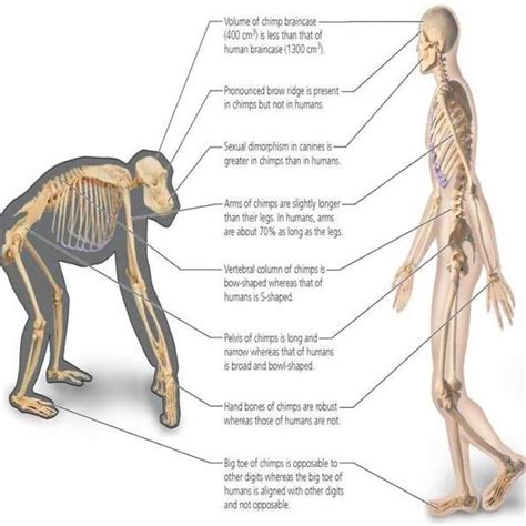 (PDF) HUMAN BEING AND EVOLUTION