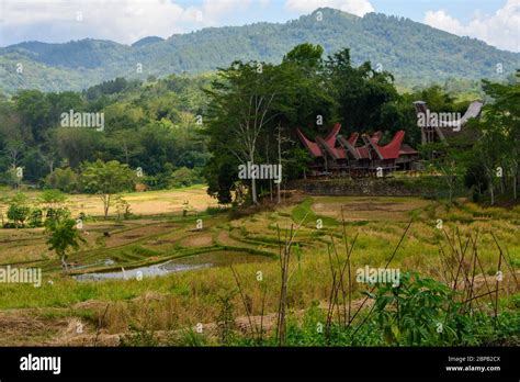 landscape  tana torajasulawesi indonesia stock photo alamy