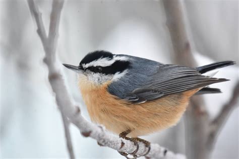 100 Mile House Christmas Bird Count In Need Of New Birders Quesnel