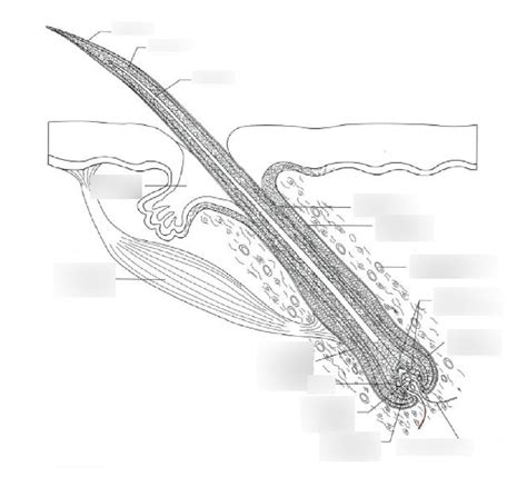 Hair Diagram Diagram Quizlet