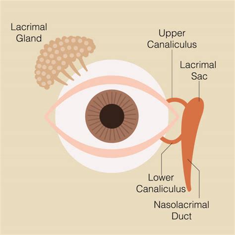 Lacrymalis Illustrations Royalty Free Vector Graphics And Clip Art Istock