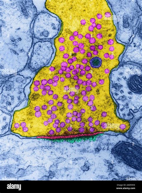 Excitatory Synapse From The Human Central Nervous System Coloured