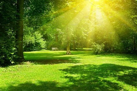 Bright sunny day in park. | Scenery background, Anime scenery, Anime scenery wallpaper