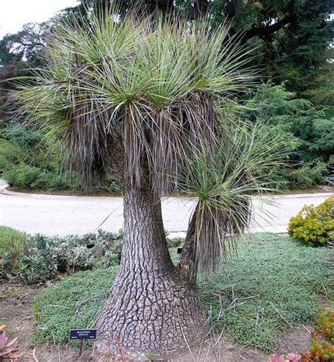Beaucarnea Gracilis 10 Seeds Mexican Pony Tail Palm Sotolin