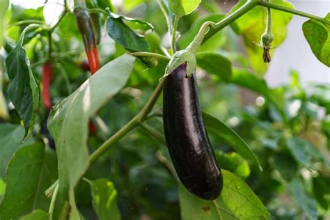 Eggplant Companion Plants Benefits And High Yields