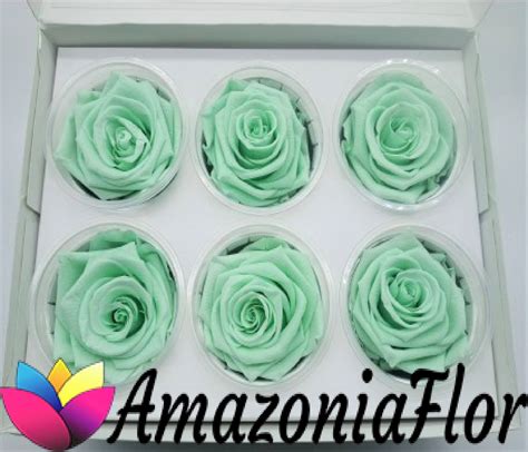 Rosas Eternas Verde Menta Rosas Preservadas Verde Menta Floristeria