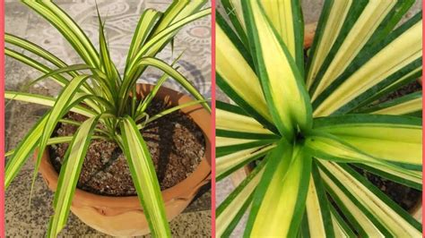 Pendanus Plantalso Known As Kewda Plant And Look Alike Spider Plant