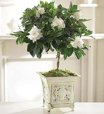 Gardenia Flower Delivery | Gardenia Bouquets & Arrangements | 1800Flowers