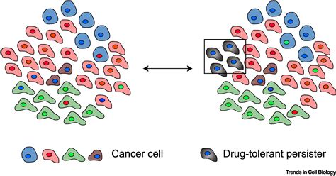 Intratumoral Heterogeneity More Than Just Mutations Trends In Cell