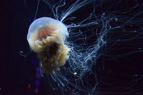 Jellyfish Underwater Aquarium Free Photo On Pixabay Pixabay