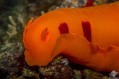 Spanish Dancer Nudibranch- Facts Photographs and Video | Seaunseen