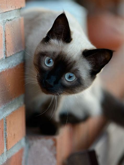 45 Adorable Siamese Cat Wallpapers In 2020 Siamese Cats Cat