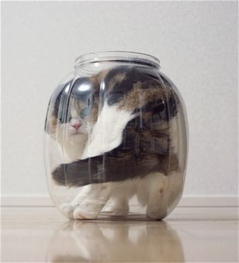 76 best images about =^..^= Cats in jar on Pinterest | Cats, Jars and ...