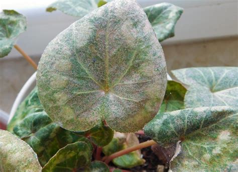 Tiny Pests, Big Damage: How Cyclamen Mites Stealthily Harm Your Plants - The Practical Planter