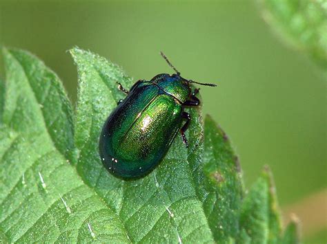 Листоед Plagiosterna aenea (Linnaeus, 1758) (Chrysomelidae) - фото в ...