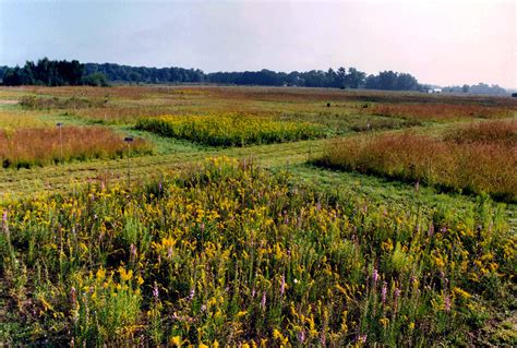 Cedar Creek Ecosystem Science Reserve - LTER