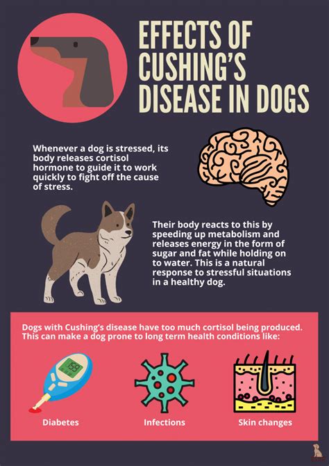 A Comprehensive Guide On Diagnosis And Treatment Of Cushings Disease